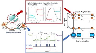 Multi-Level Neuromorphic Devices Built on Emerging Ferroic Materials: A Review